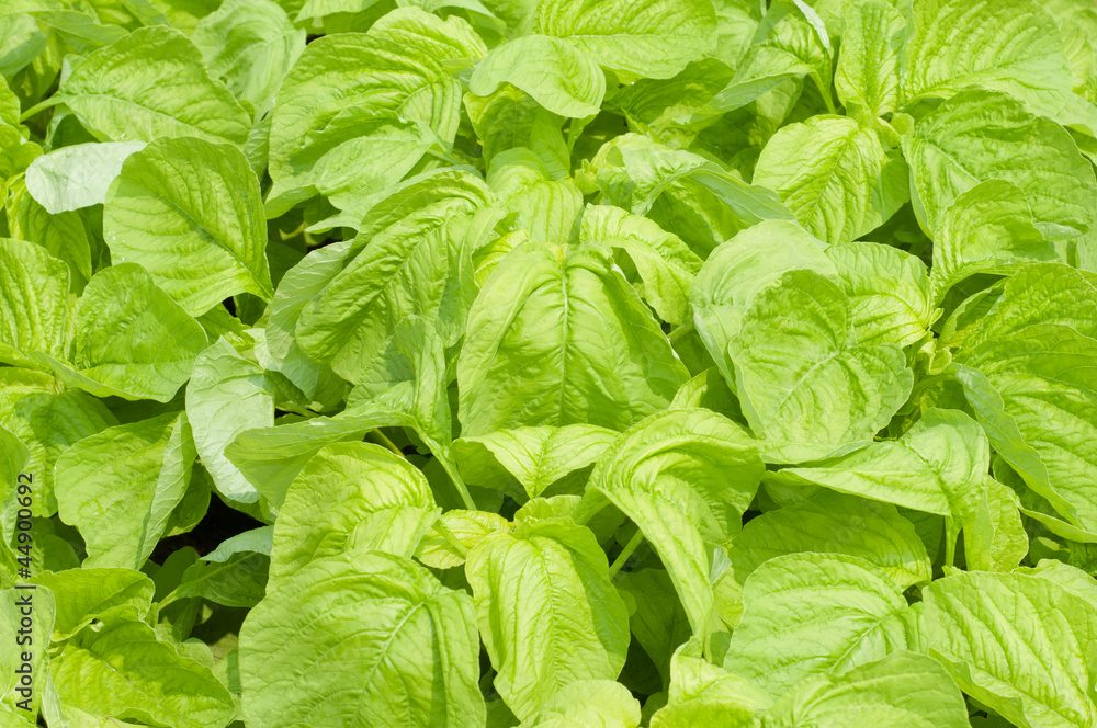 Chinese Spinach Chinese Spinach