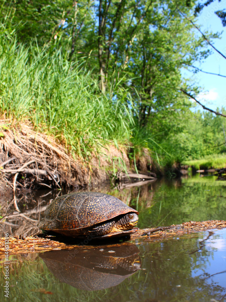 Obraz premium Blandings Turtle Basking on Log