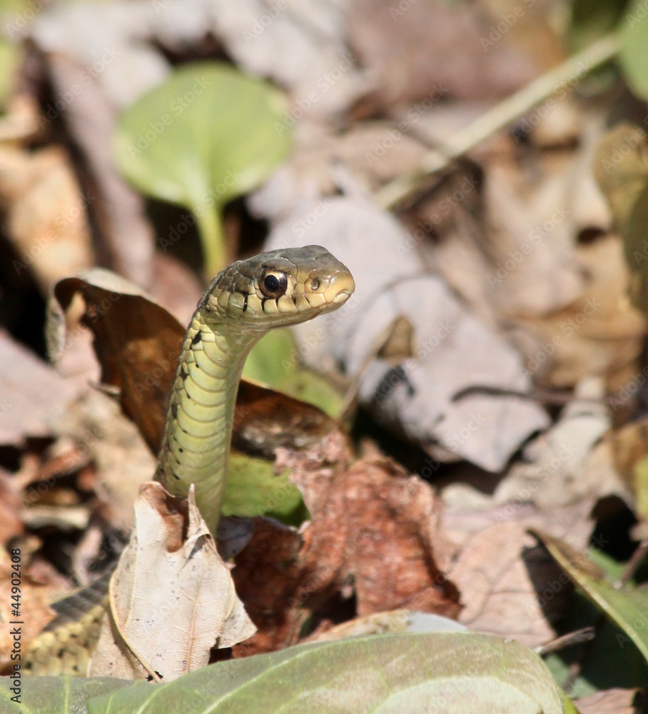 peeking garter snake