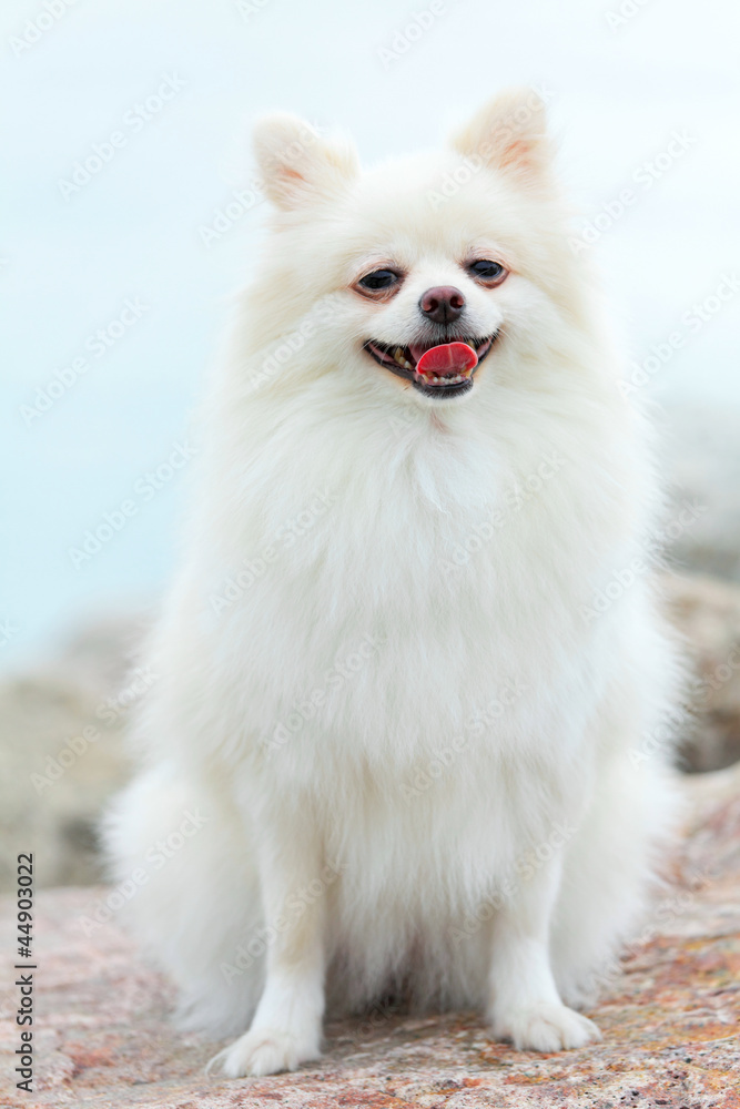 white pomeranian dog