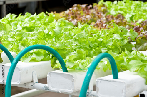 soilless or hydroponic