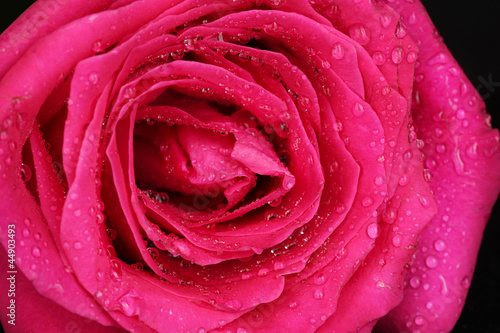 beautiful pink rose on black background close-up