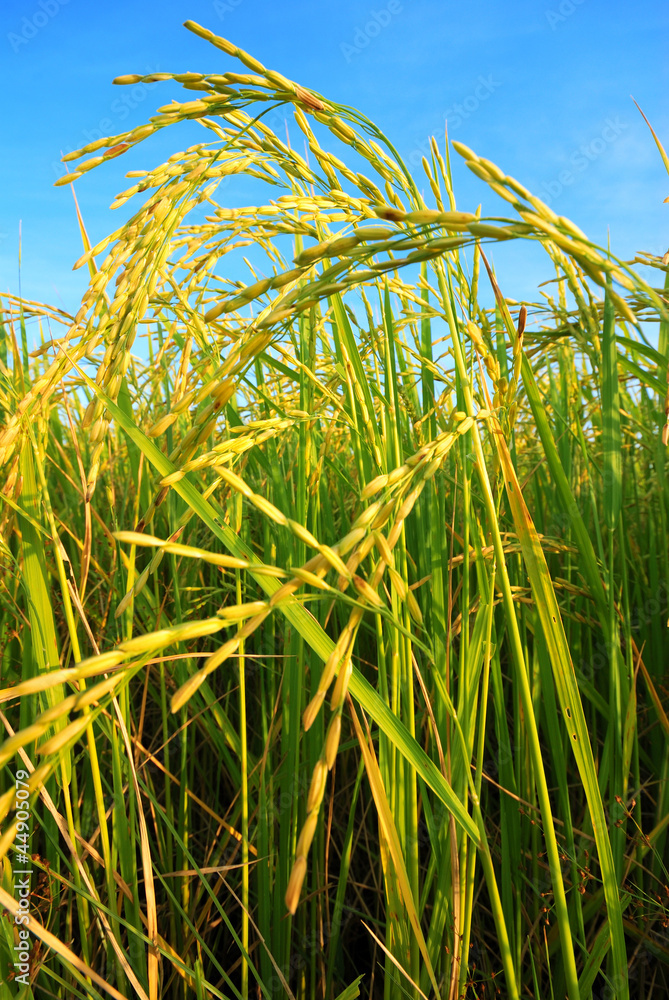 Naklejka premium paddy rice