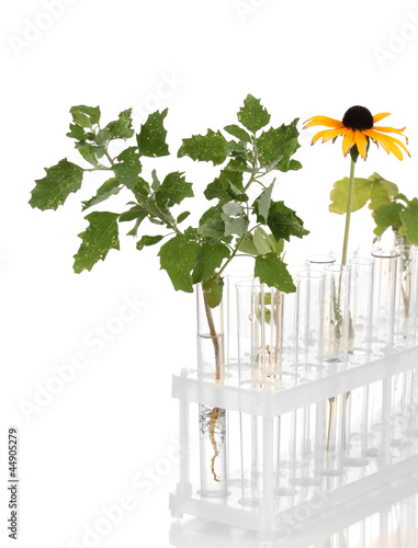 Test-tubes with a transparent solution and the plant isolated