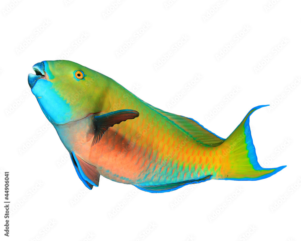 Obraz premium Rusty Parrotfish isolated on white background
