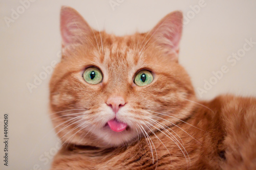 Valokuva A ginger cat shows his tongue.