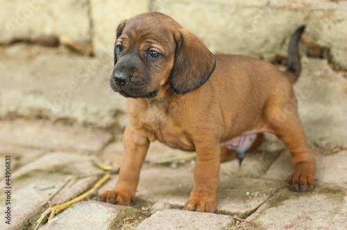 Fotografi Cute Hannover bloodhound look at something