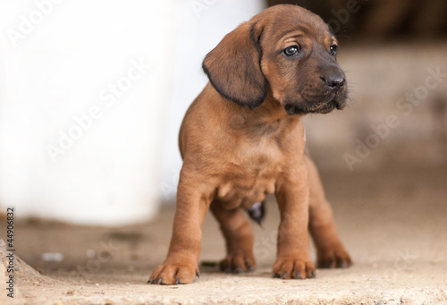 Cute Hannover bloodhound look at something photo