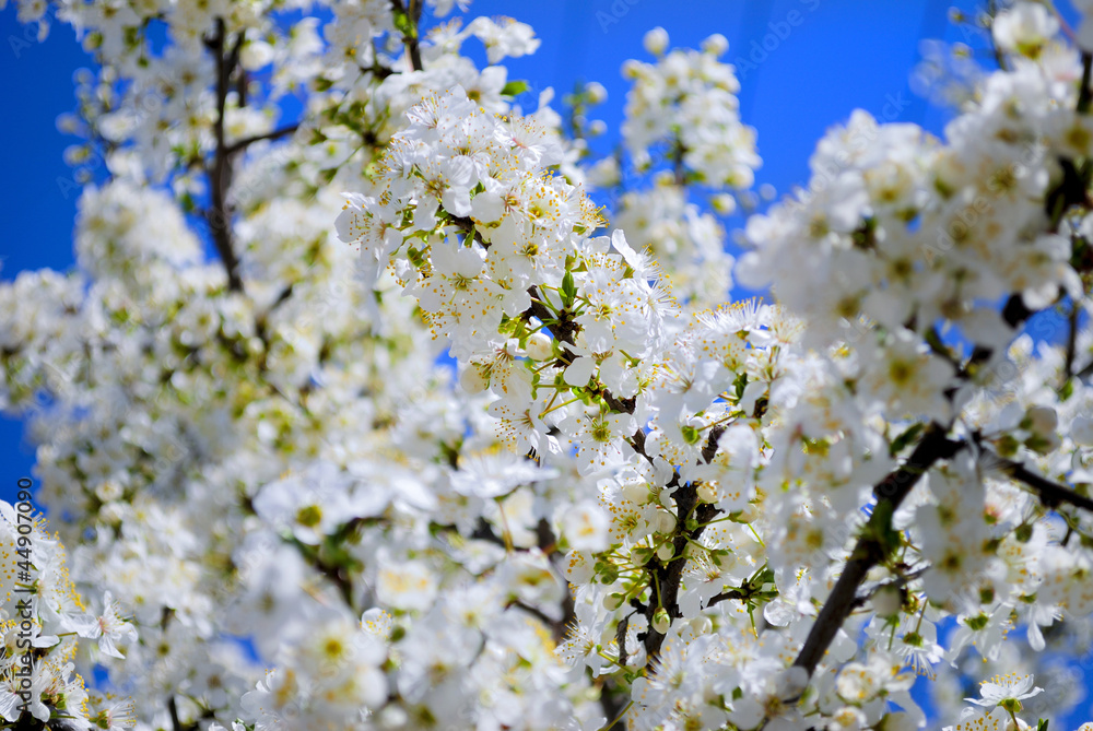 flowering spring tree on blue sky