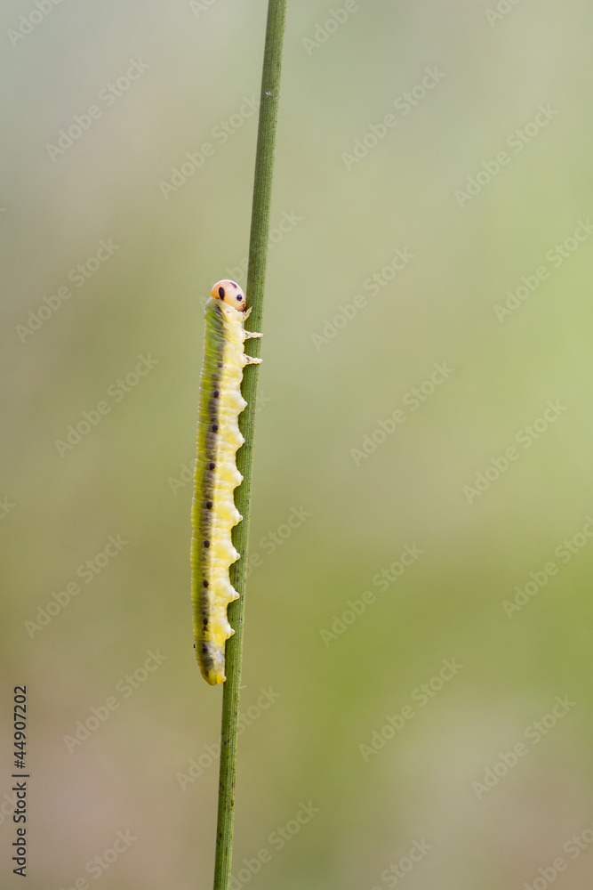 Sawfly larva (Dolerus ferrugatus ) Sawfly larva (Dolerus ferrugatus )