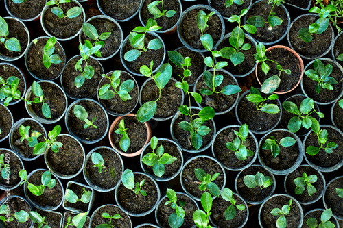 many young potted sprouts in greenery, top view