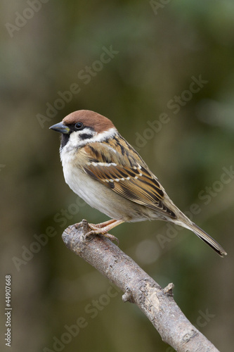 Tree sparrow © chris2766
