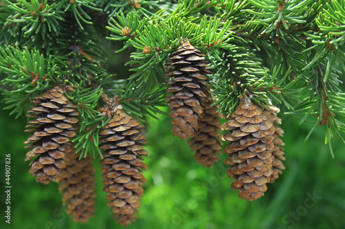Fir-tree branch with cones on a green background