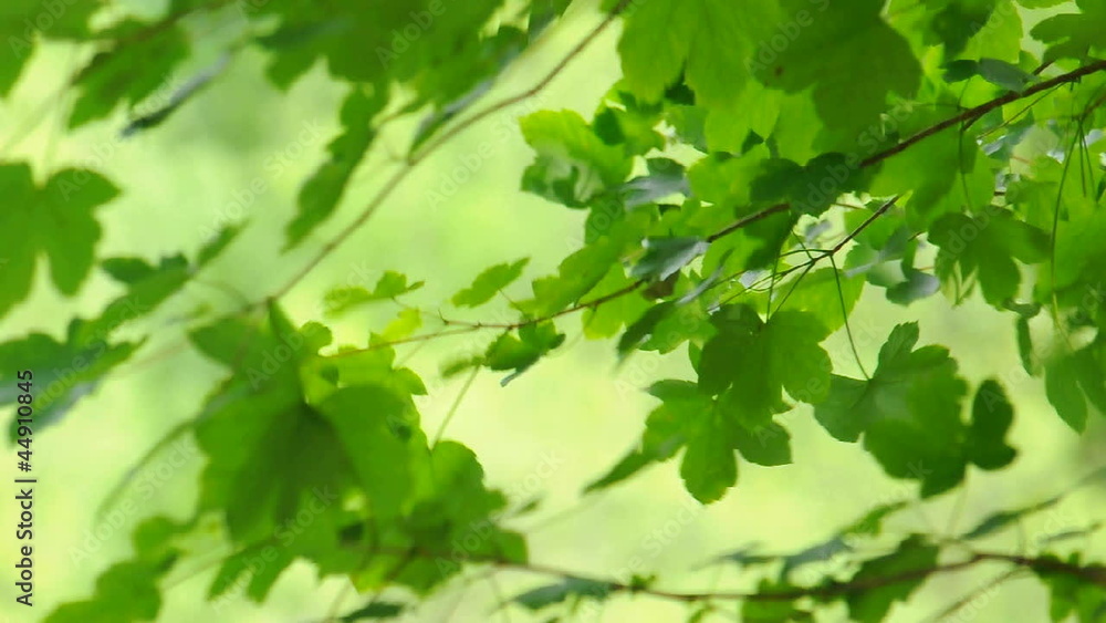 Bright Green Leaves Bright Green Leaves