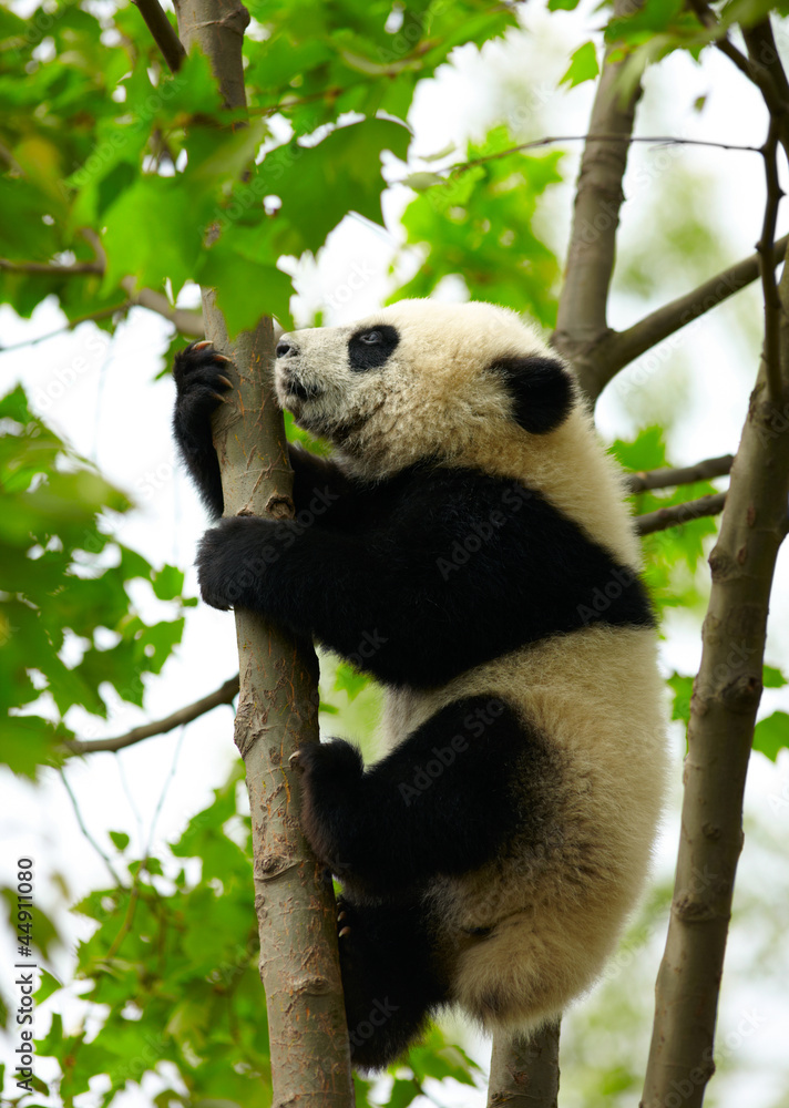 Fototapeta premium Giant panda baby over the tree