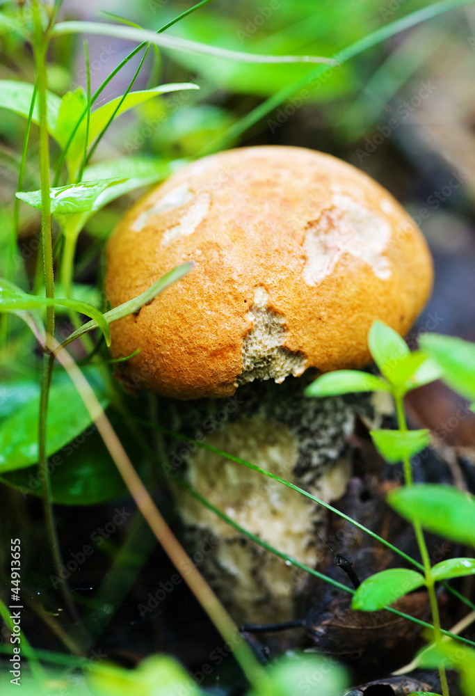 Red cap mushroom Red cap mushroom