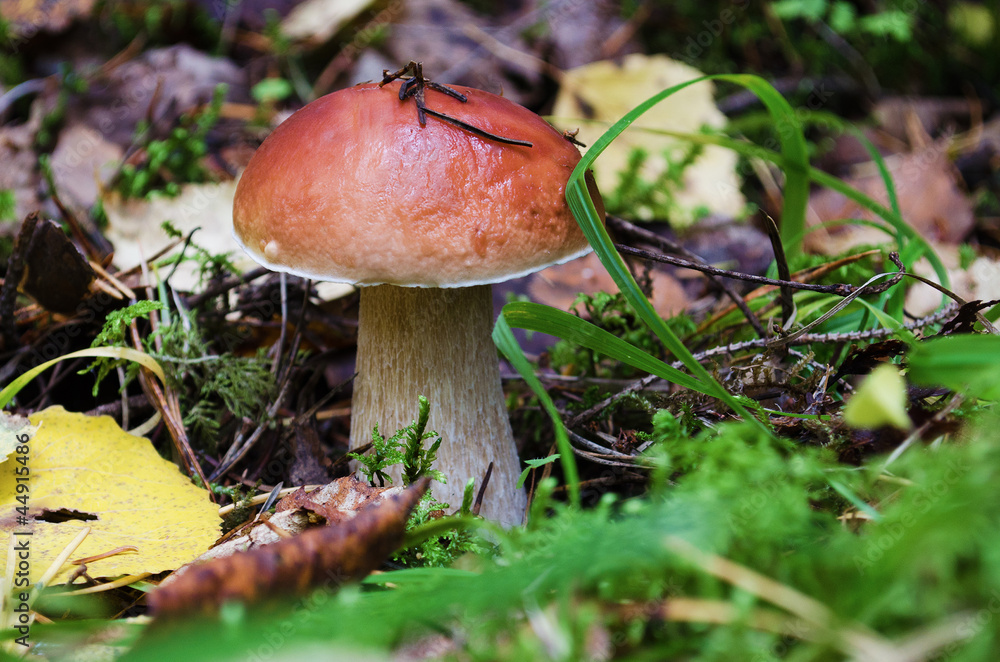 Boletus edulis Boletus edulis