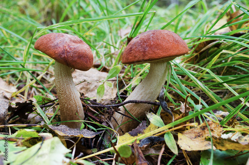 Two Aspen mushroom