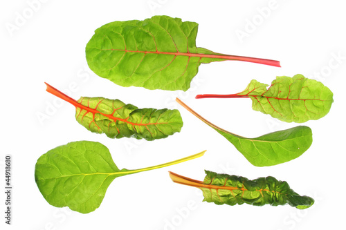 Mangold (Beta vulgaris)