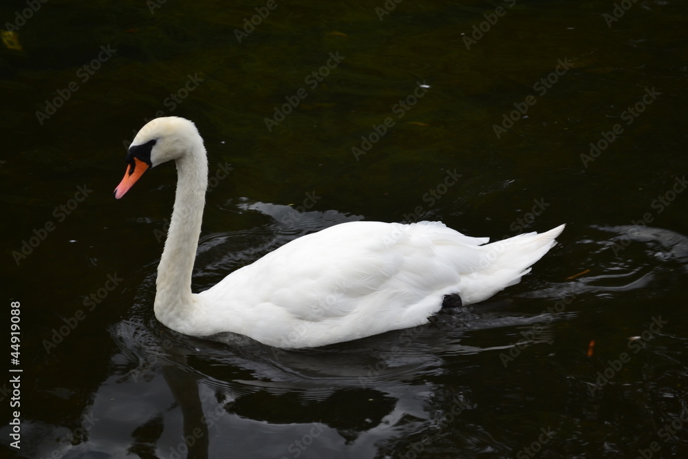 Fototapeta premium cigne 3