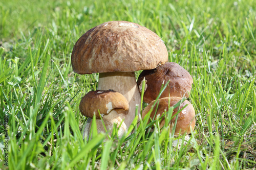 Group of porcini mushrooms