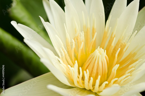 Beautiful yellow lotus blossom