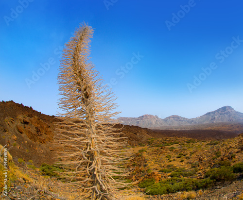 Echium wildpretii Red Tanajiste Rojo in Teide Tenerife photo