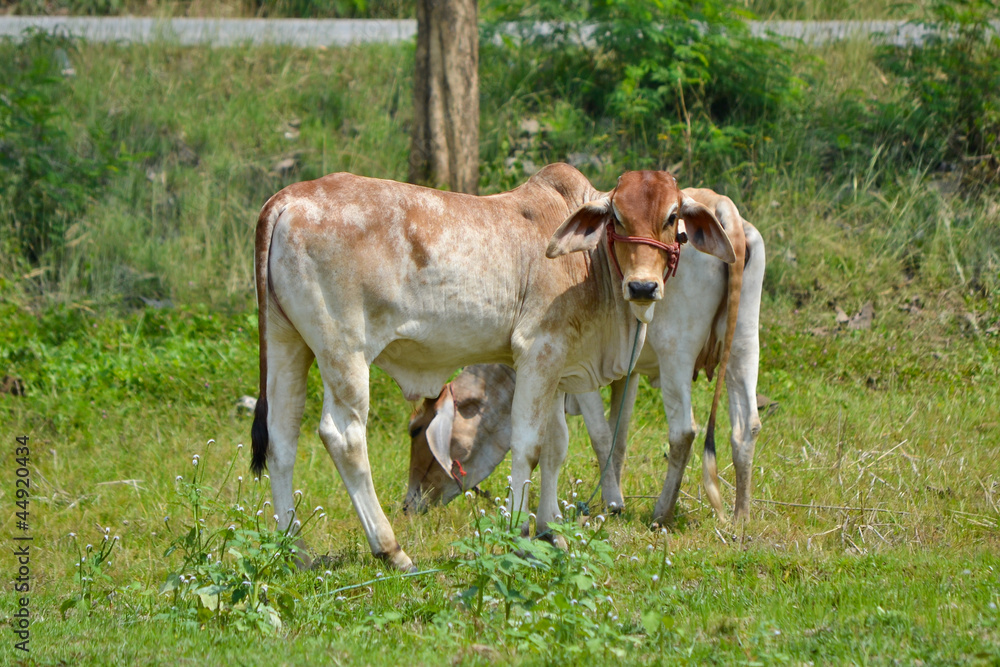 brown cows in field of northern thailand brown cows in field of northern thailand