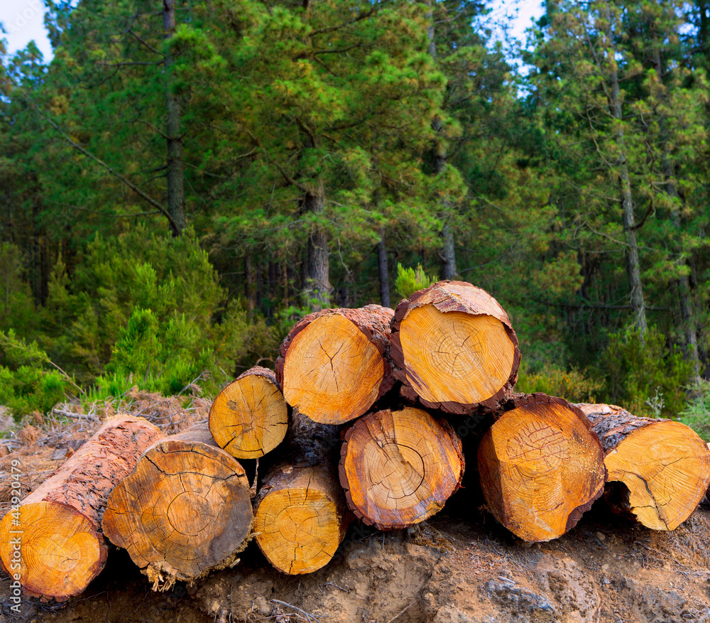 pine tree felled for timber industry in Tenerife pine tree felled for timber industry in Tenerife