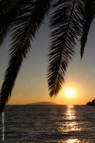 Palm leafs and sea in the evening, sunset