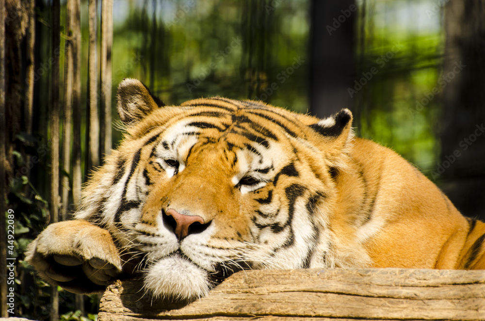 Fototapeta premium tiger