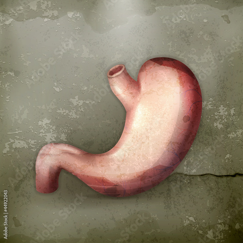 Human stomach, old-style