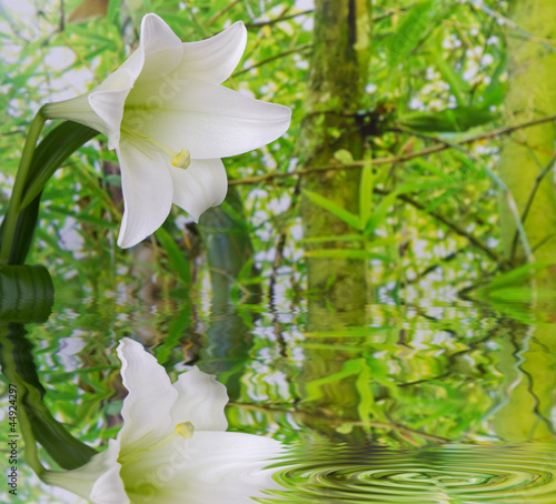 Fototapeta Naklejka Na Ścianę i Meble -  Heilung aus der Natur - Lilie