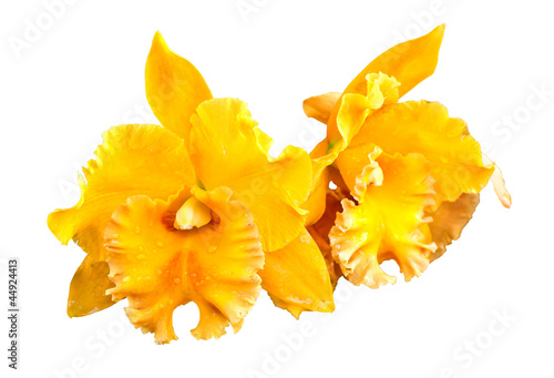 Fototapeta Naklejka Na Ścianę i Meble -  Yellow orchid isolated on a white background with Clipping path.