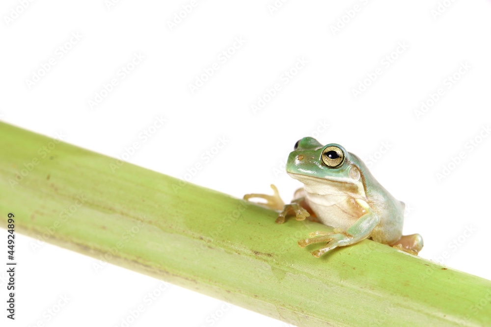 Naklejka premium Laubfrosch