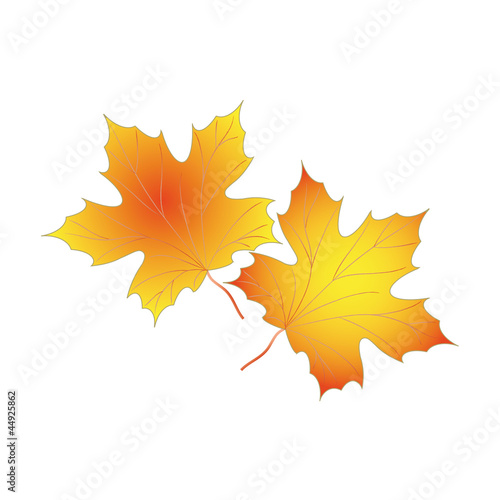 Two leaves of maple