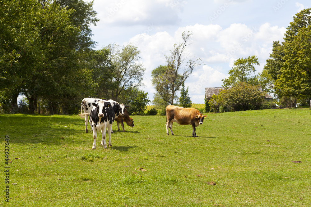 Naklejka premium Milk Farm
