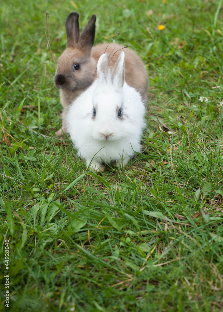 Rabbits in the grass