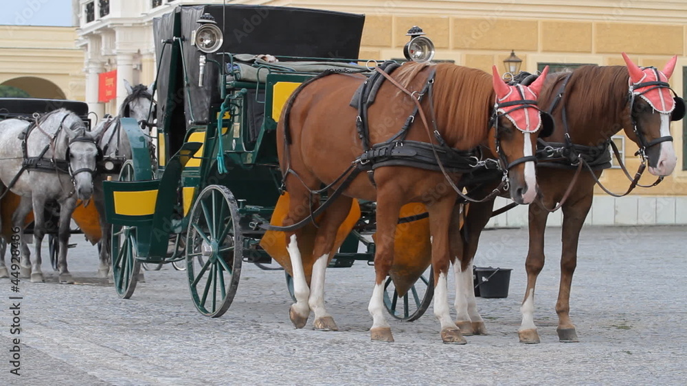 Carriage with horses for hire in Vienna Carriage with horses for hire in Vienna