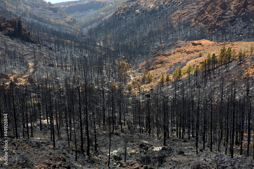 Black ashes of canary pine after forest fire at Teide