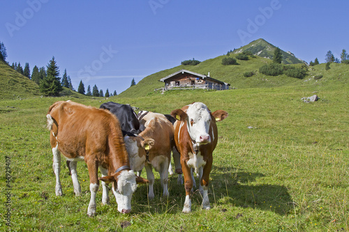 Almsommer © Hans und Christa Ede