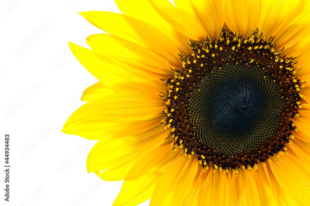 Obraz premium sun flower closeup
