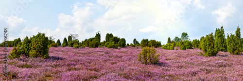 Heideblüte, Panorama #44936238