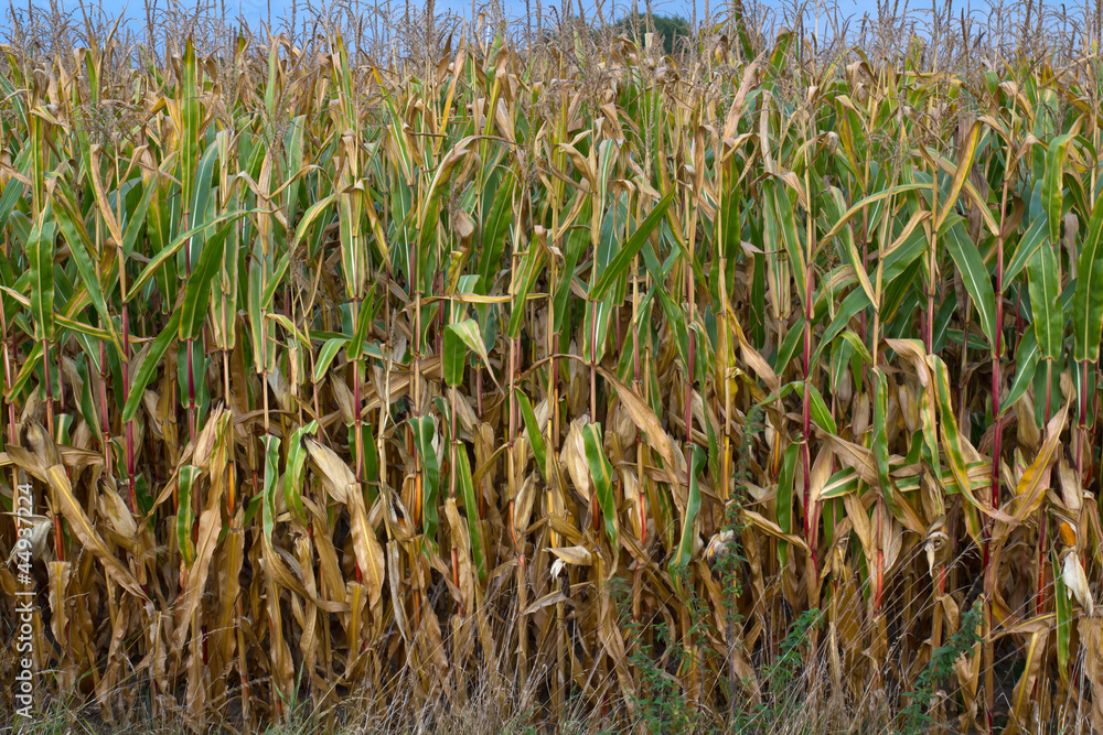 Obraz premium cornfield