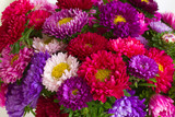 autumn aster flowers background