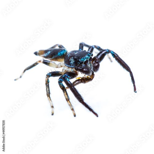 Isolated Jumping Spider and prey