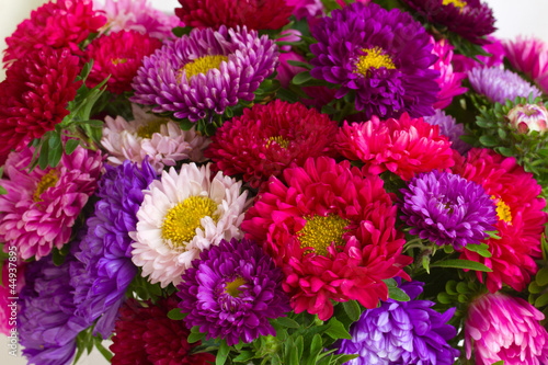 autumn aster flowers background photo