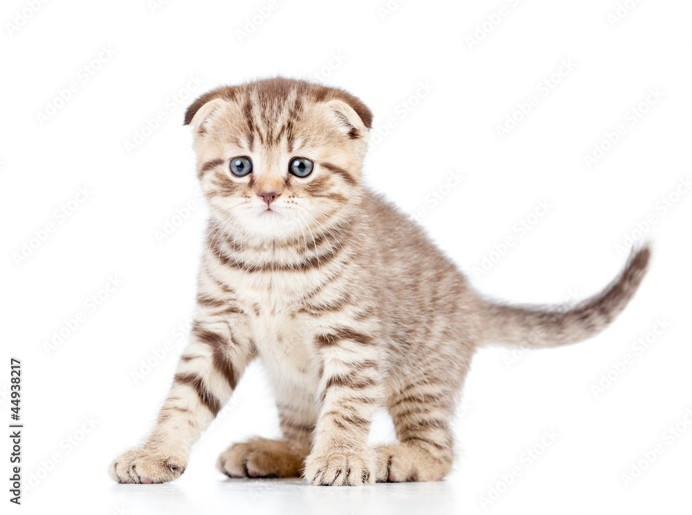 little cat kitten isolated on white little cat kitten isolated on white