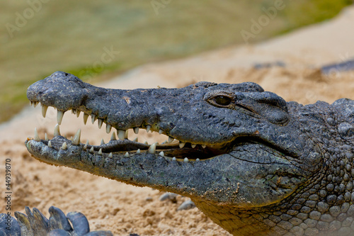 A nile crocodile, Crocodylus niloticus