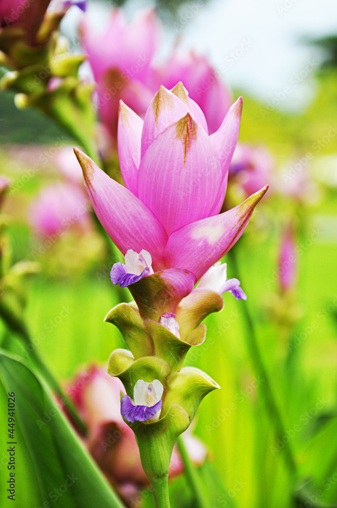 Obraz premium Pink flower